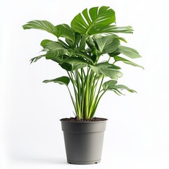 potted plant with white backdrop