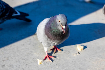 A pigeon on concrete holding a piece of cheese in its beak
