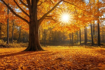 Fototapeta premium A bright sun shining through vibrant autumnal forest trees