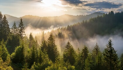 Morning Rays and Fog Above a Forest in the Mountains, breathtaking Scenery