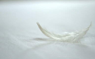 Close-up of a white feather on a white sheet