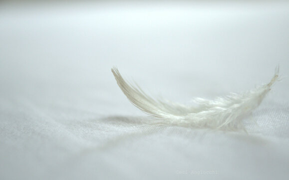 Close-up of a white feather on a white sheet