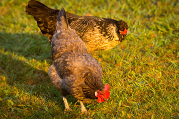 close up of free range chicken foraging in green grass