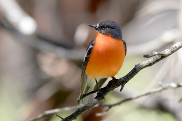 Flame robin - Petroica phoenicea - adult male perched