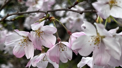 桜の花のある風景、満開の桜の花、木に咲く花、満開の染井吉野の花、ピンク色の花、春に咲