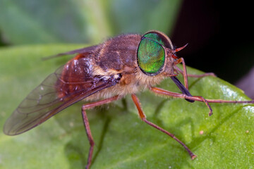 Bush fly - Scaptia abdominalis - close-up showing green eyes
