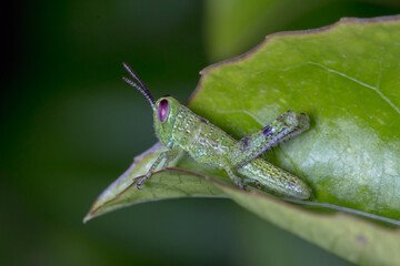 Young Giant Grasshopper (Valanga irregularis) - Australian Macro Photography