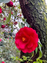 赤い椿、赤い椿の花