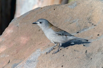 Colluricincla harmonica - grey shrike-thrush - bird on rocky surface