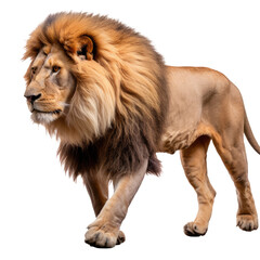Fototapeta premium Mature Lion PNG on transparent background