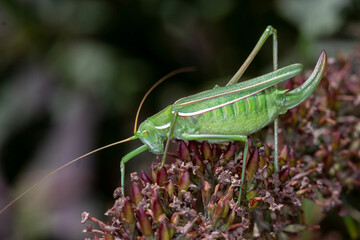 Katydid - Tinzeda albosignata - side view of rare species