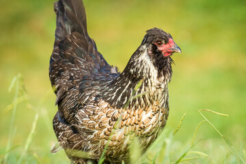 close up of free range chicken foraging in green grass