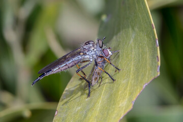 Robber fly feeding on prey - nature macro behavior