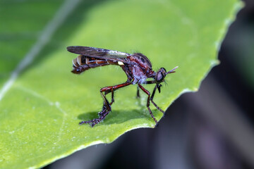 Robber fly - Austrosaropogon nigrinus - perched on leaf