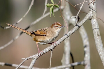 Grassbird perched - Cincloramphus timoriensis - Australian bird