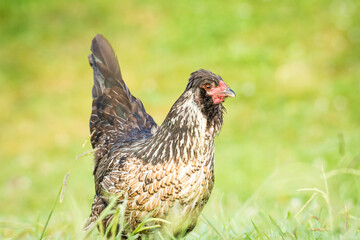 close up of free range chicken foraging in green grass