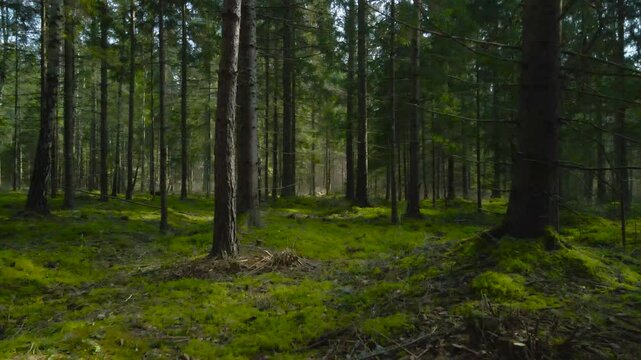 Gorgeous footage flying and moving forward in a green moss covered pine forest duting a sunny spring or autumn day in Hageri Estonia. Drone moves forward smoothly and flyes close by from tall trees.