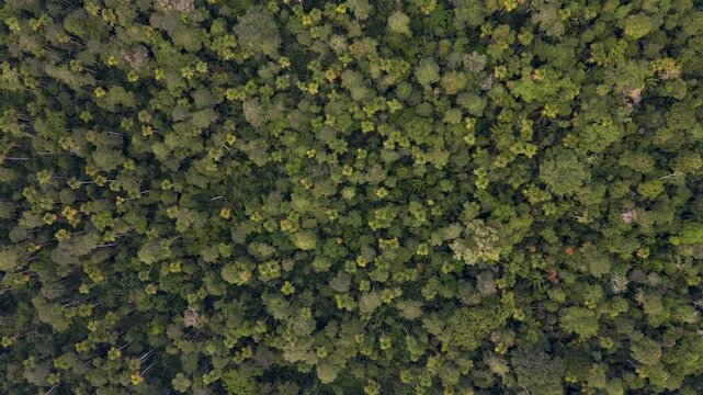 Dense green trees in the Pacaya Samiria National Reserve in Peru, aerial view