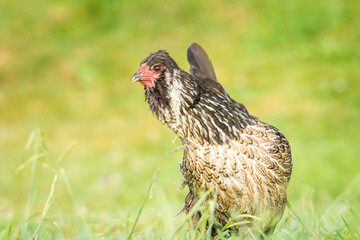 close up of free range chicken foraging in green grass