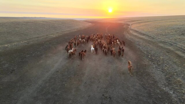 Wild mustangs run freely across a dusty field at sunset showcasing nature's beauty and the spirit of wildlife