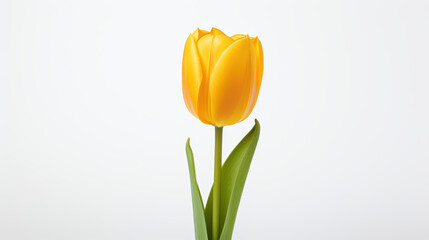 Naklejka premium A single yellow tulip with green leaves and a stem stands in isolation against a bright white background. The tulip flower is in full bloom