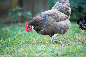 close up of free range chicken foraging in green grass