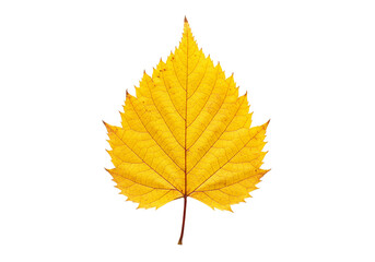Bright yellow autumn leaf isolated on white background showcasing intricate vein details beautiful texture. Single leaf represents changing autumn season vibrant colors. Perfect natural element