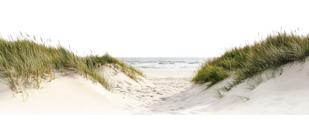 Tranquil sandy path through grassy dunes toward the ocean, isolated on transparent cutout background