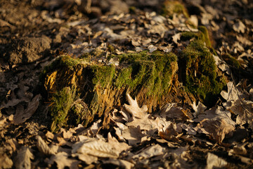 moss on stone