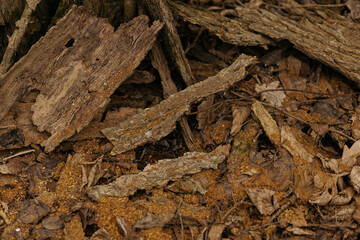 close up of a tree bark