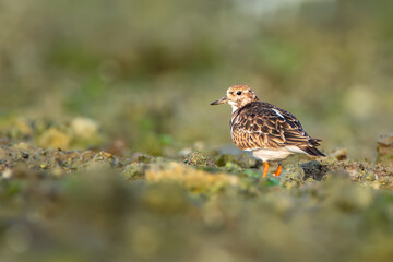 Ruddy Turnstone 
