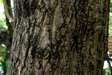 樹皮、樹木