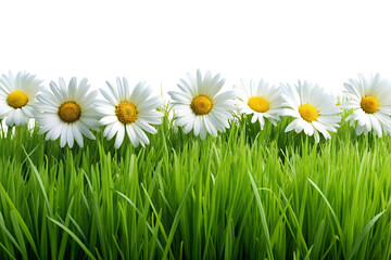 Green grass isolated on white background with fresh blades and natural growth