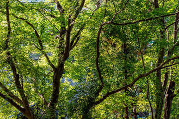 鮮やかな新緑、エコイメージ