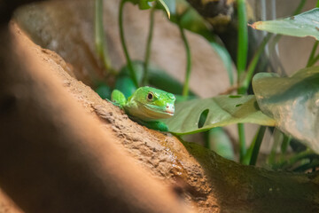European green lizard