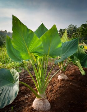 Freshly grown taro plants with large, heart shaped leaves and thick underground roots ready for harvest
