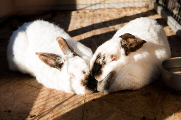 A pair of fluffy rabbits in a cage, a boy and a girl