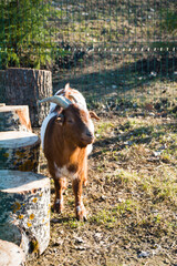 goat on the farm