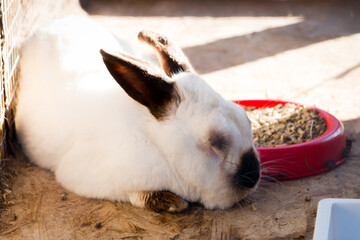 white rabbit in a cage
