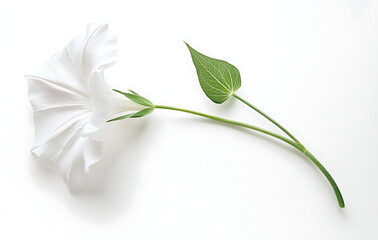 Elegant morning glory blossom with gentle green leaf evokes feeling of peaceful serenity. It is simple and clean depiction of beauty