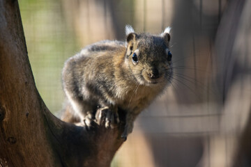 Chinese chipmunk portrait