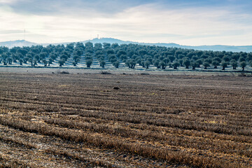 Olivos tras los rastrojos