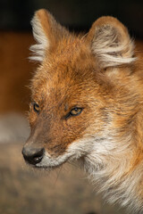 Dhole Portrait