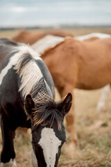 Closeup captures black and white horses mane and ears, highlighting soft fur texture. Flowing strands create a dynamic, windswept look. Natural details emphasize equine beauty and grace