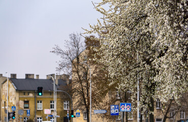 Obraz premium spring in the city on the street. white flowering tree by the sidewalk. white flowers on the tree. first signs of spring in nature. flowers against the background of architecture and city buildings