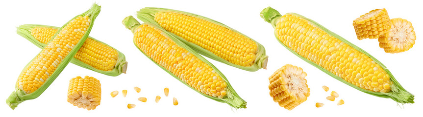 Fresh corn on cob isolated on white background. clipping path