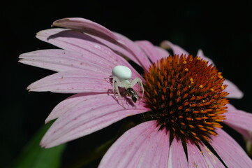 spider on a pink flower eating a bee. Misumena vatia.
