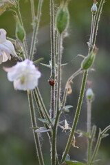ladybug on a leaf