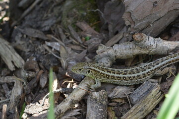 lizard on the rock