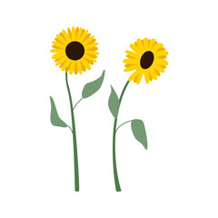 Sunflower branches with leaves. Vector flat botanical illustration on isolated background